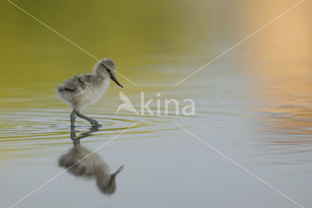 Pied Avocet (Recurvirostra avosetta)