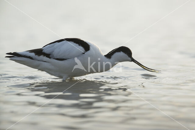 Pied Avocet (Recurvirostra avosetta)