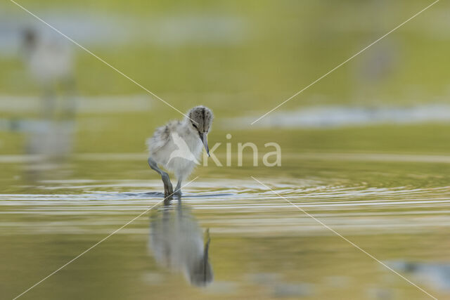 Pied Avocet (Recurvirostra avosetta)