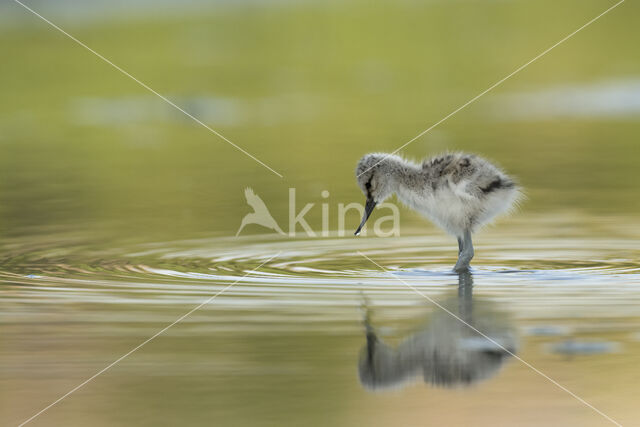 Pied Avocet (Recurvirostra avosetta)