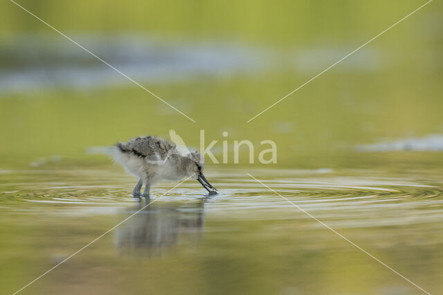 Pied Avocet (Recurvirostra avosetta)