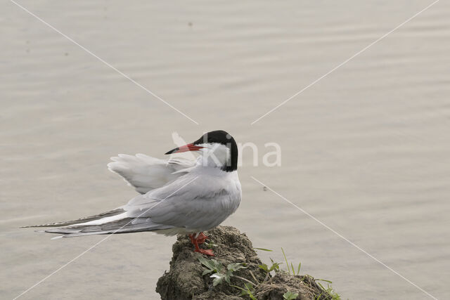 Common Tern (Sterna hirundo)