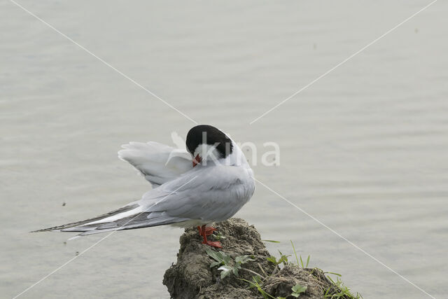 Common Tern (Sterna hirundo)