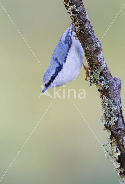 Nuthatch (Sitta europaea europaea)