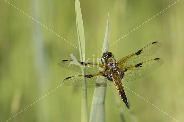 Viervlek (Libellula quadrimaculata)