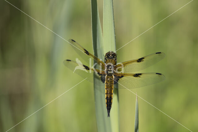 Viervlek (Libellula quadrimaculata)