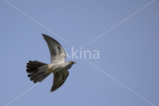 Common Cuckoo (Cuculus canorus)