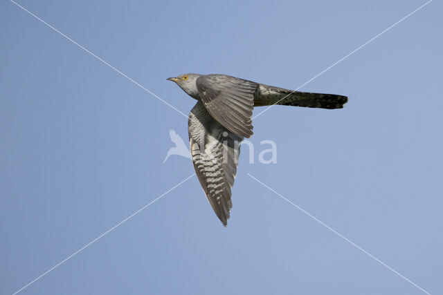 Common Cuckoo (Cuculus canorus)