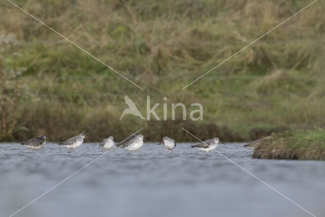 Spotted Redshank (Tringa erythropus)