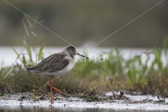 Spotted Redshank (Tringa erythropus)