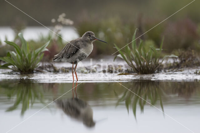 Spotted Redshank (Tringa erythropus)