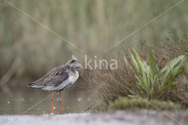 Spotted Redshank (Tringa erythropus)