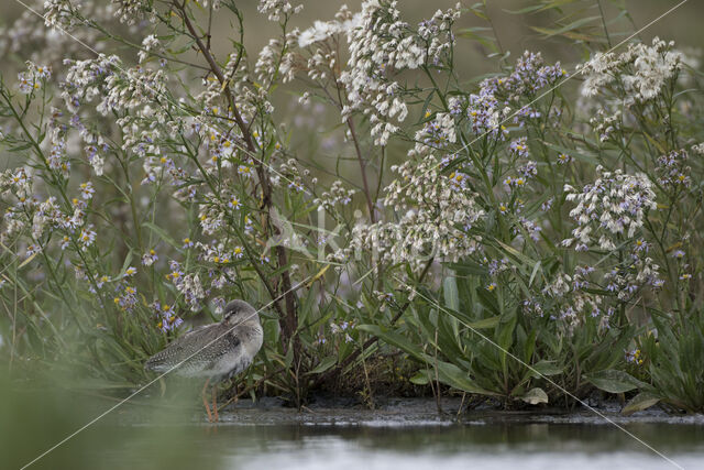 Spotted Redshank (Tringa erythropus)