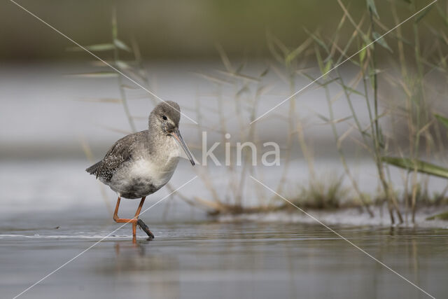 Spotted Redshank (Tringa erythropus)