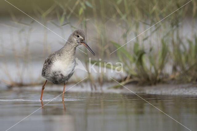 Spotted Redshank (Tringa erythropus)