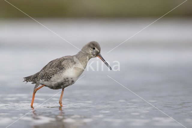 Spotted Redshank (Tringa erythropus)