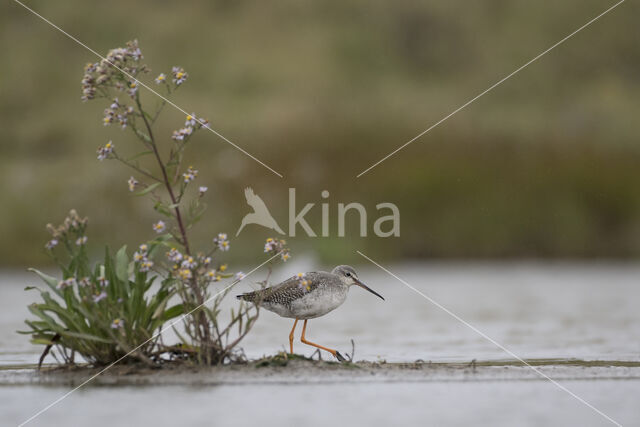 Spotted Redshank (Tringa erythropus)