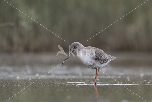 Spotted Redshank (Tringa erythropus)