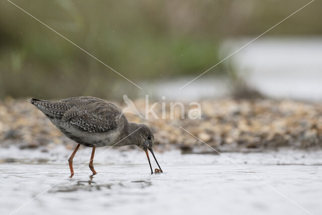 Spotted Redshank (Tringa erythropus)