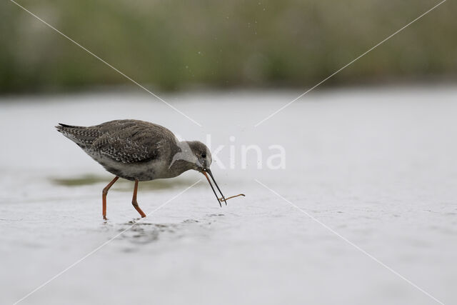 Spotted Redshank (Tringa erythropus)