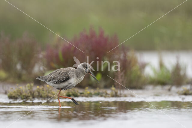 Spotted Redshank (Tringa erythropus)