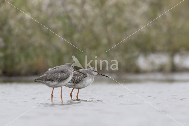 Spotted Redshank (Tringa erythropus)