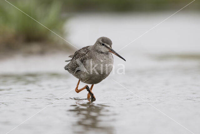 Spotted Redshank (Tringa erythropus)