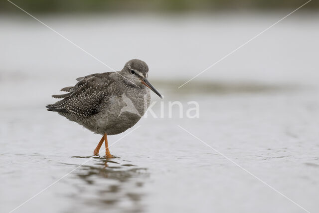 Spotted Redshank (Tringa erythropus)