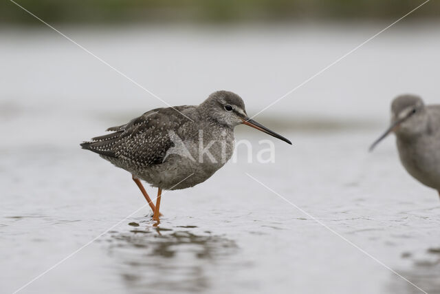 Spotted Redshank (Tringa erythropus)