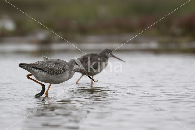 Spotted Redshank (Tringa erythropus)