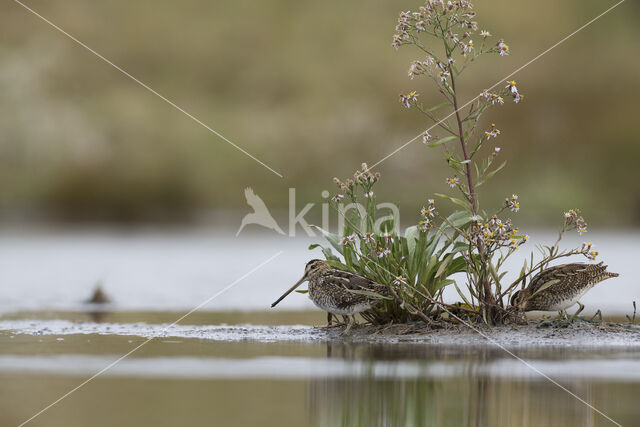 Watersnip (Gallinago gallinago)