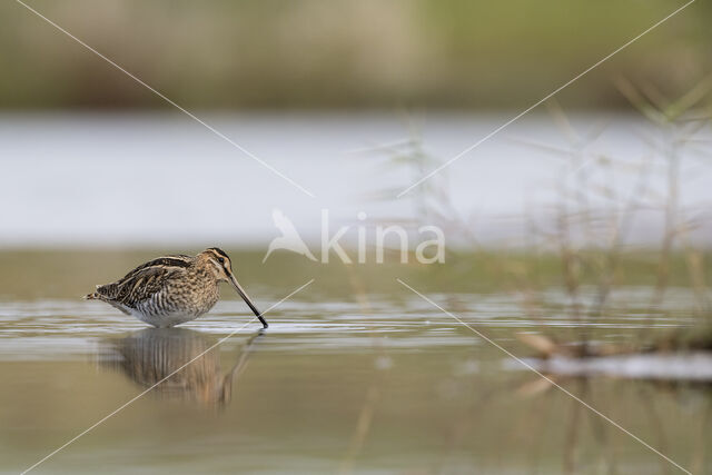 Watersnip (Gallinago gallinago)