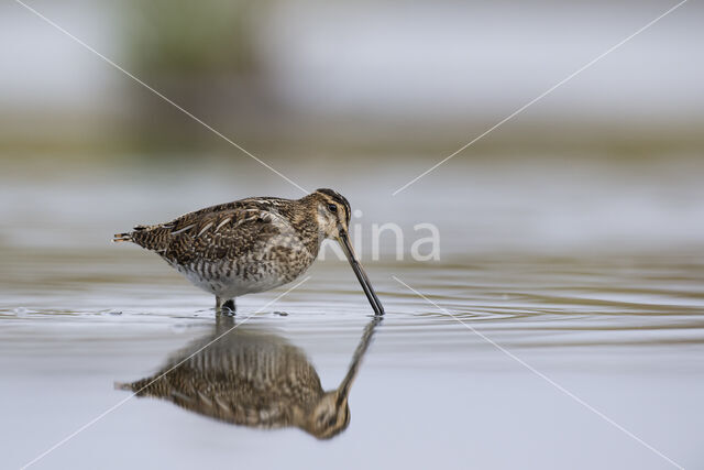 Common Snipe (Gallinago gallinago)