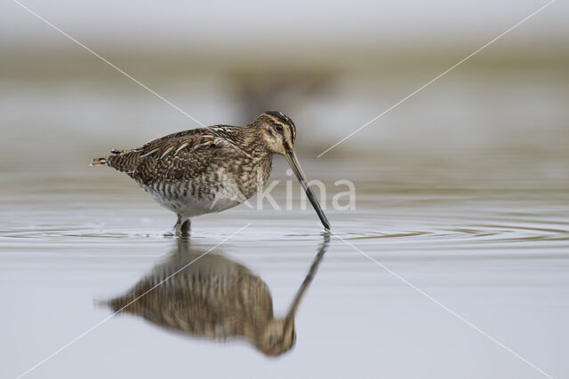 Common Snipe (Gallinago gallinago)