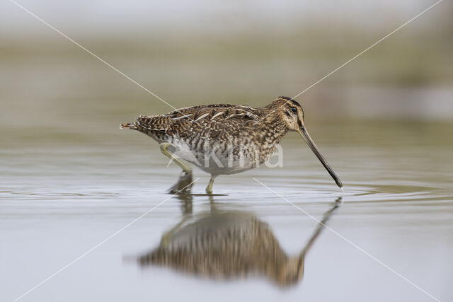 Watersnip (Gallinago gallinago)