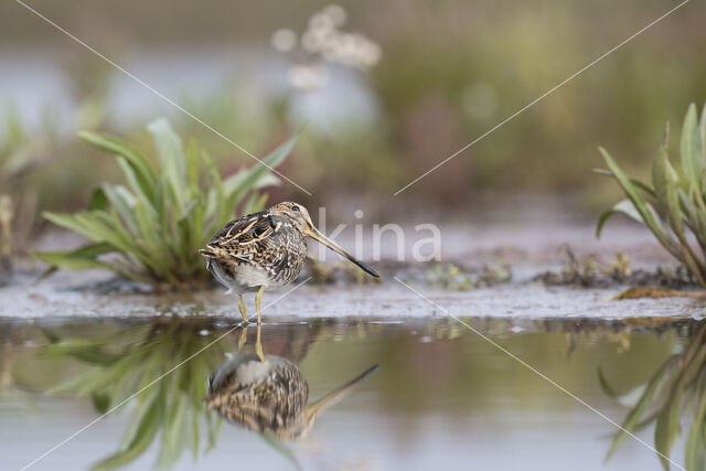 Watersnip (Gallinago gallinago)