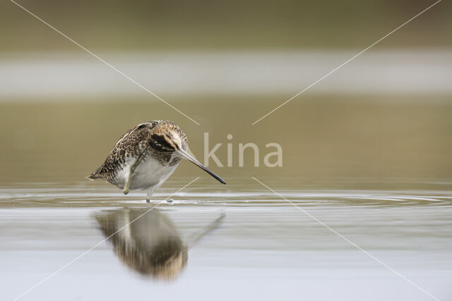 Watersnip (Gallinago gallinago)