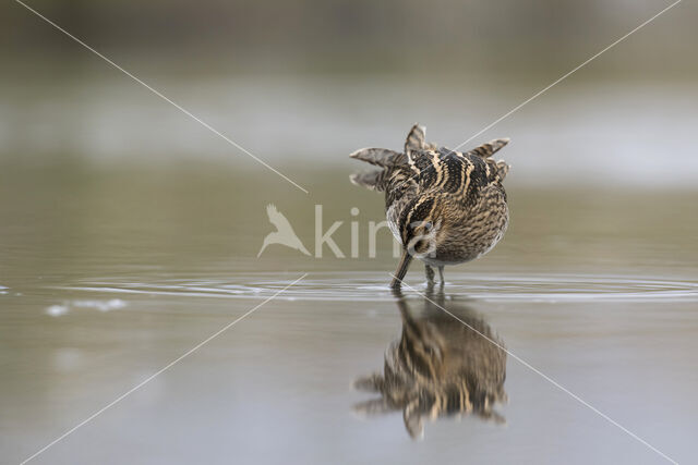 Common Snipe (Gallinago gallinago)