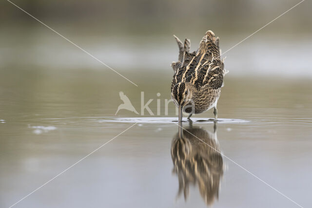 Watersnip (Gallinago gallinago)