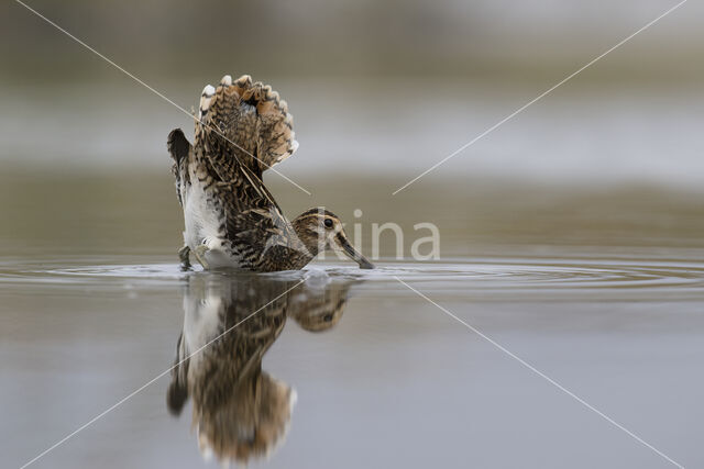 Watersnip (Gallinago gallinago)