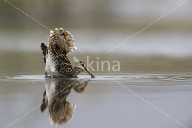 Common Snipe (Gallinago gallinago)