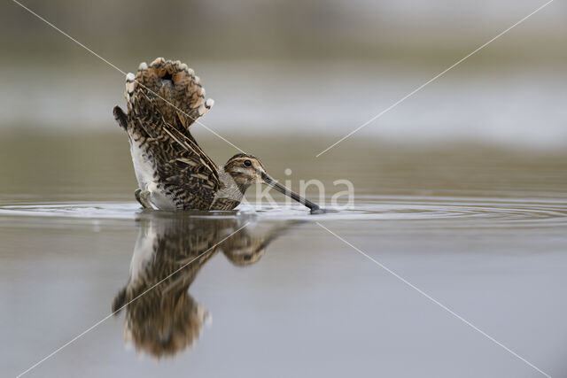 Watersnip (Gallinago gallinago)