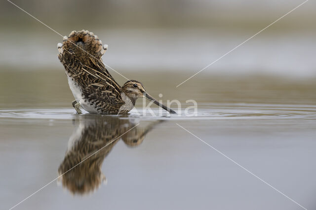 Common Snipe (Gallinago gallinago)