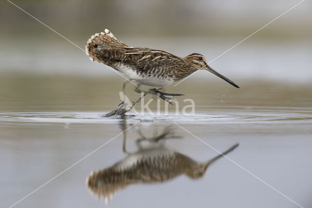 Common Snipe (Gallinago gallinago)