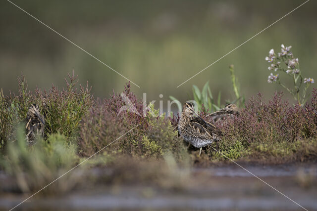 Common Snipe (Gallinago gallinago)