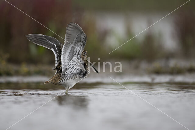 Common Snipe (Gallinago gallinago)