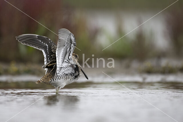 Common Snipe (Gallinago gallinago)