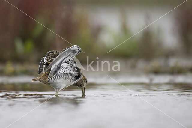 Common Snipe (Gallinago gallinago)