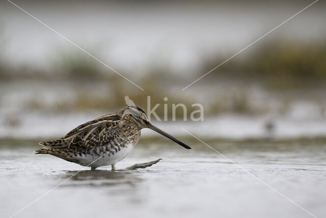 Common Snipe (Gallinago gallinago)