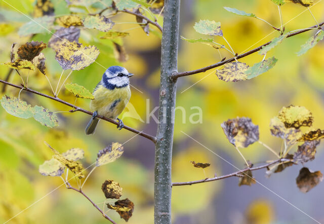 Blue Tit (Parus caeruleus)